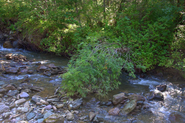istock A stormy mountain river runs through a morning summer forest, skirting stones. 1176491292
