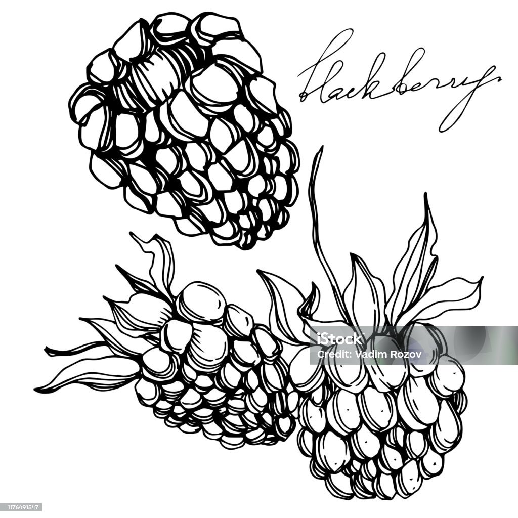 Cibo sano Vector Blackberry. Arte dell'inchiostro inciso in bianco e nero. Elemento illustrazione di bacche isolato. - arte vettoriale royalty-free di Adesivo