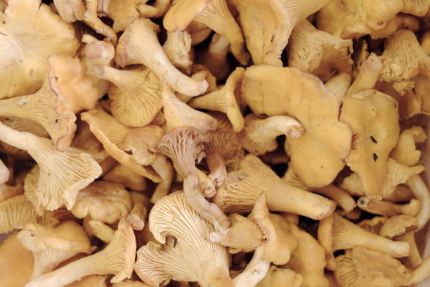 istock golden chanterelle mushroom 1176492857
