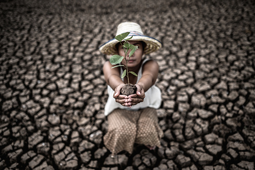 Women are sitting holding seedlings are in dry land in a warming world.