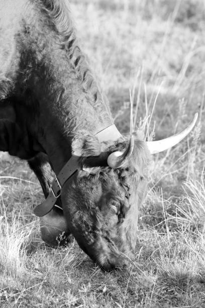 istock A bell cow in Alsace 1176493076