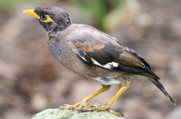istock Cute little wildlife bird in the forest 1176493367