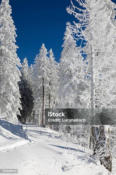 Winterwald Foto de stock y más banco de imágenes de Abeto - Abeto, Aire libre, Alpes Bernese