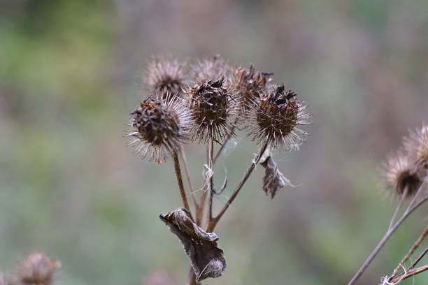 istock Dried burdock is beautiful in its own way 1176495094