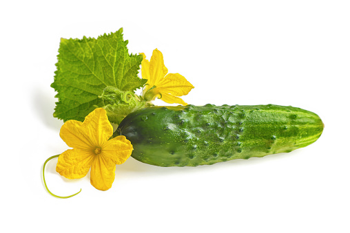 Cucumber on white background. Isolated image of a cucumber with yellow flowers on an isolated white background