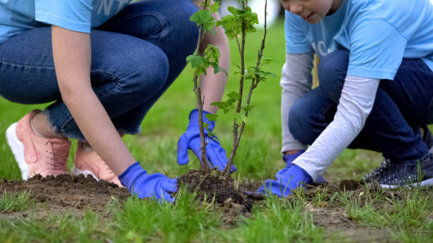 Close-up of volunteers child and woman planting tree in city park together Close-up of volunteers child and woman planting tree in city park together ecosystem photos stock pictures, royalty-free photos & images