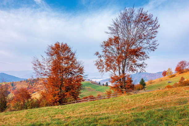 istock trees in red foliage in mountains at sunrise 1176496588