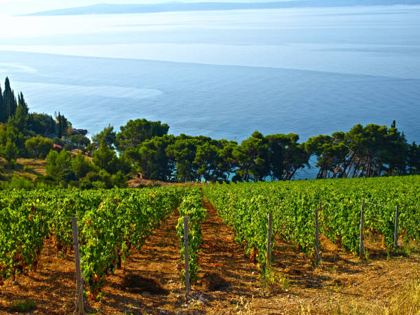 Dalmatian vineyard stock photo
