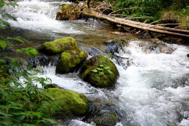 istock Small stream in the mountains with moss covered rocks 1176498319