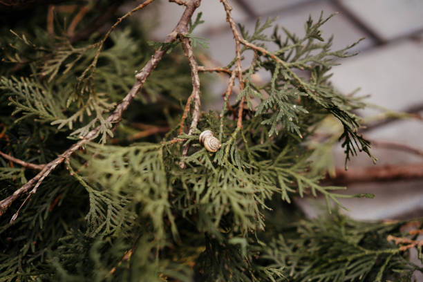 istock snails sit on branches of thuja, live in the forest 1176499657