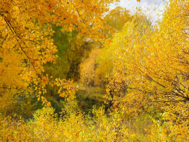 istock Background of trees and shrubs branches with autumn leaves 1176499762