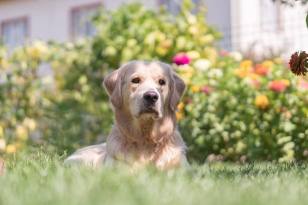 Golden Retriever Dog in sitting on grass