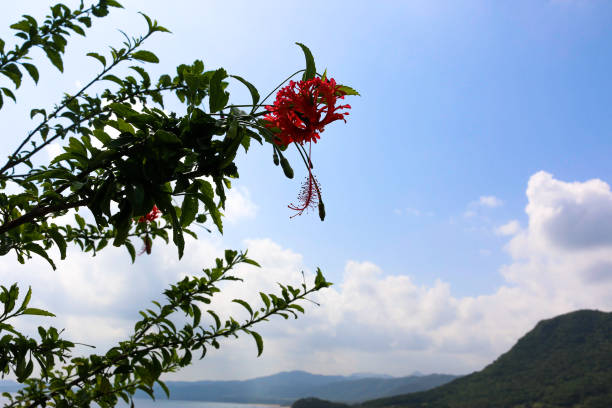 istock Ishigaki Island, Okinawa Prefecture 1176499892