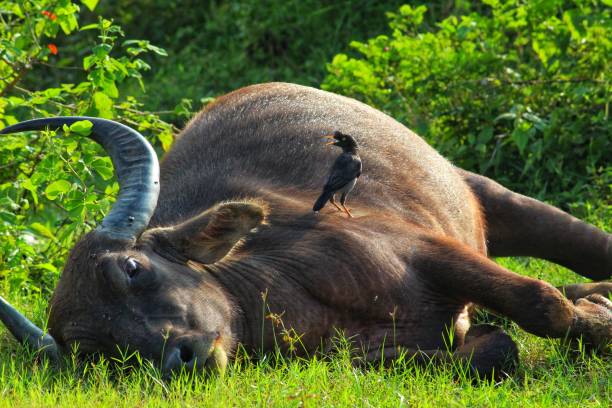 istock Bird sitting on sleeping kate buffalo in forest hd 1176500312