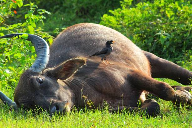 istock Bird sitting on sleeping kate buffalo in asian forest 1176500501