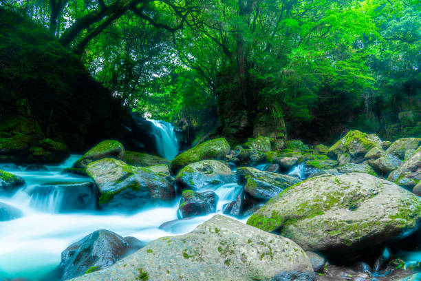 fish in the waterfall, Aso, Kumamoto