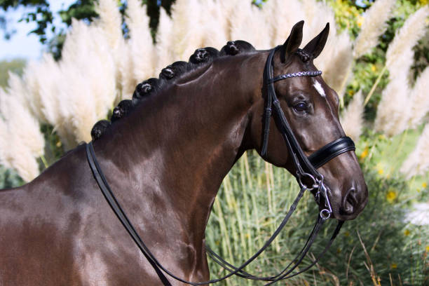 pferd - dressurreiten stock-fotos und bilder