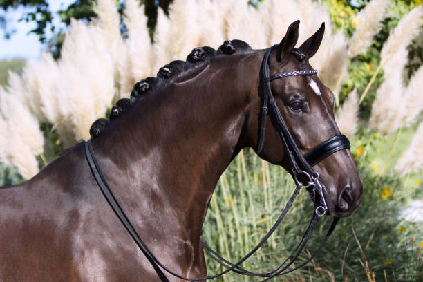 Horse Dressage horse dressage stock pictures, royalty-free photos & images