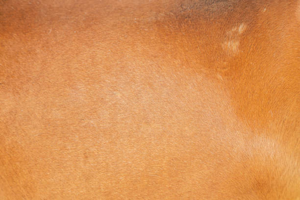 istock Horse Hair Background 1176505382