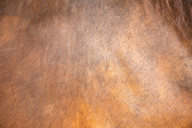 istock Horse Hair Background 1176505403