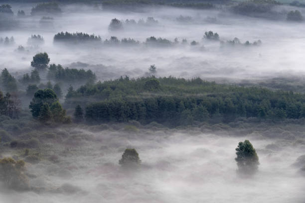 istock Sunrise over foggy forest 1176507169