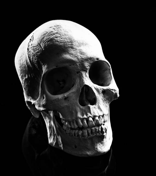 istock Human skull in black and white 1176507278