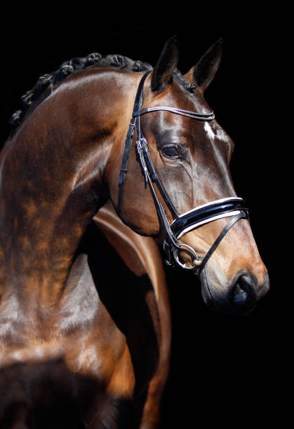 Dressage Horse