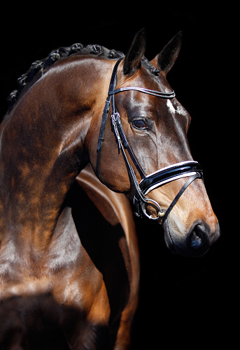 Dressage Horse v. Ferro