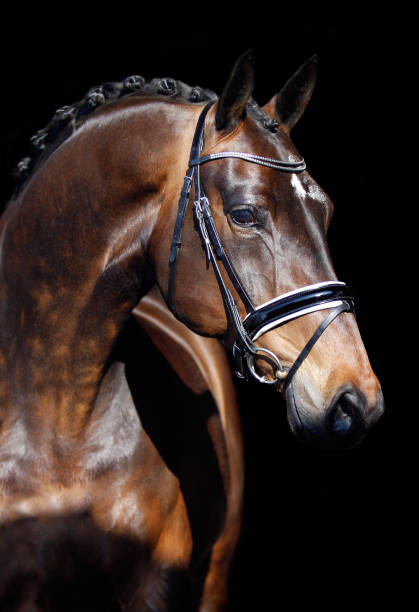 Dressage Horse Dressage Horse v. Ferro bridle photos stock pictures, royalty-free photos & images