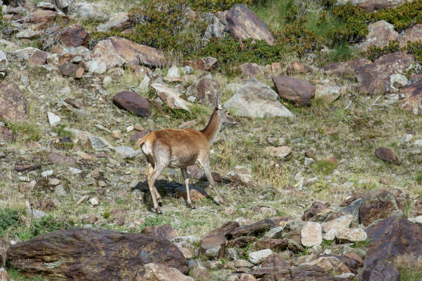 istock Portrait of Red deer in Alps mountains (Cervus elaphus) 1176507732