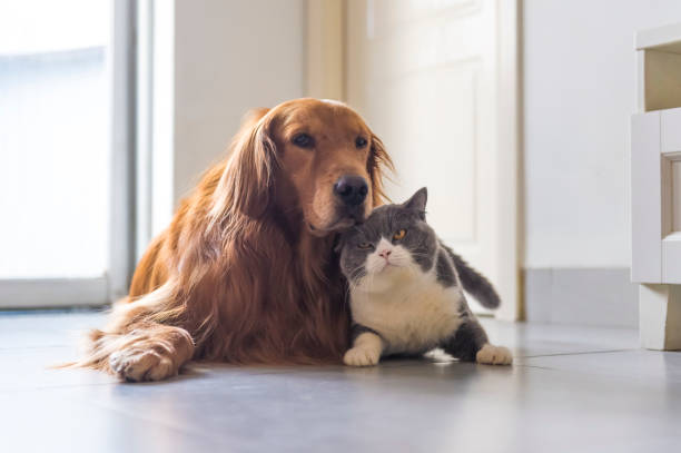 istock British shorthair and golden retriever friendly 1176509254