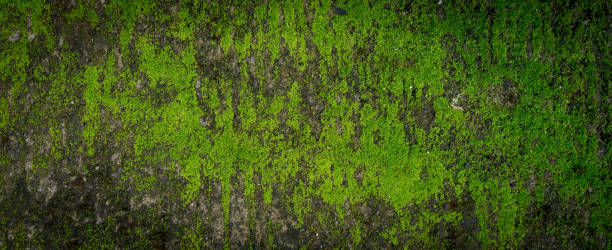 istock Moss green texture. Moss background. Green moss on grunge texture, background. Long web banner 1176510845