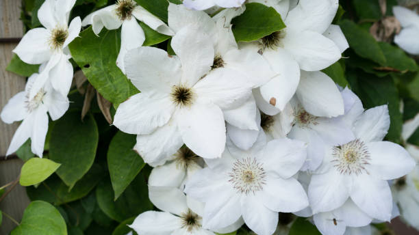 istock White flowers and green leaves 1176511181
