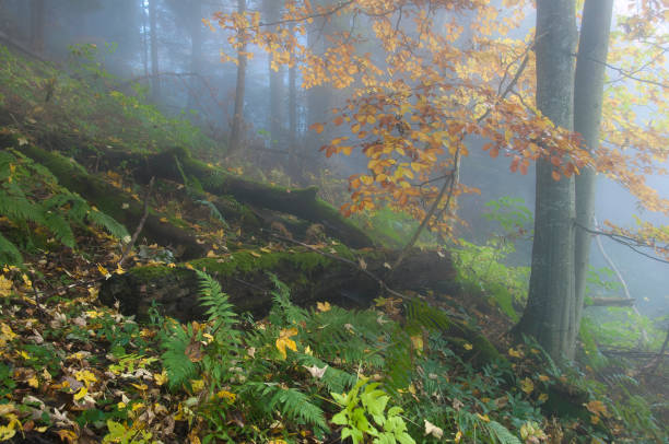 A foggy day in the autumn forest. Austrian Alps, Europe, Forest bathing