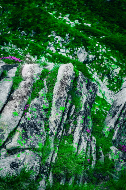 Abstract natural forest background. Alpine mountain nature backdrop, green mossy old rocks, hiking trail, violet flowers.