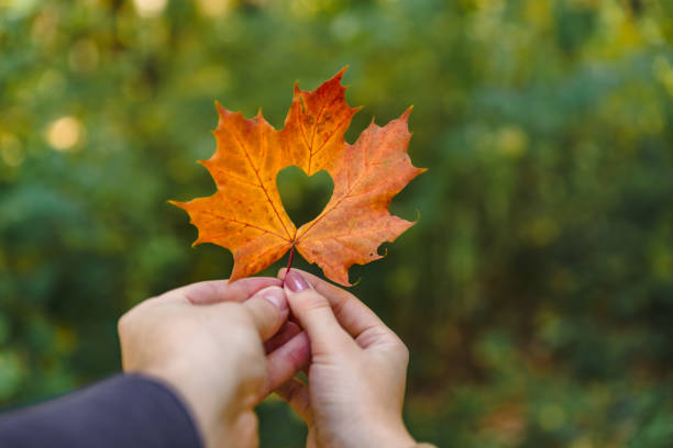желтый кленовый лист в руке с сердцем в середине - maple leaf close up symbol autumn стоковые фото и изображения