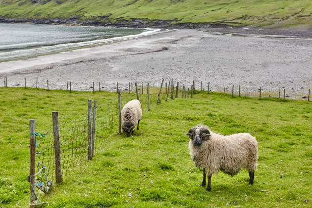 istock Traditional Faroe landscape with grazing sheeps and Atlantic ocean 1176511493