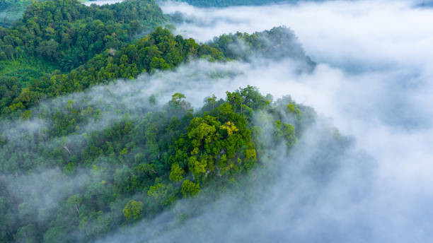 vista aerea della nebbia mattutina sulla montagna tropicale della foresta pluviale, sfondo di foresta e nebbia, foresta di sfondo vista dall'alto aereo. - wild water foto e immagini stock