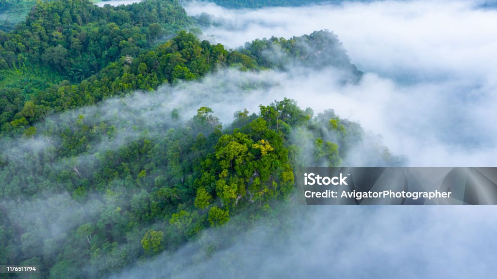 Aerial view of morning mist at tropical rainforest mountain, background of forest and mist, Aerial top view background forest. Forest Stock Photo