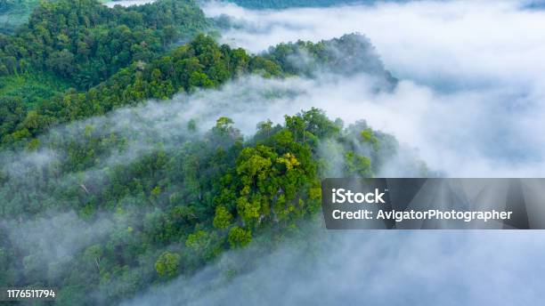 Aerial View Of Morning Mist At Tropical Rainforest Mountain Background Of Forest And Mist Aerial Top View Background Forest Stock Photo - Download Image Now