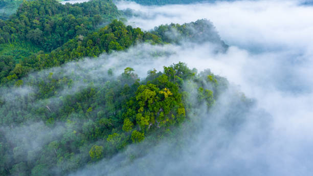 vista aérea da névoa da manhã na montanha tropical da floresta húmida, fundo da floresta e da névoa, floresta do fundo da opinião superior aérea. - tropical climate - fotografias e filmes do acervo