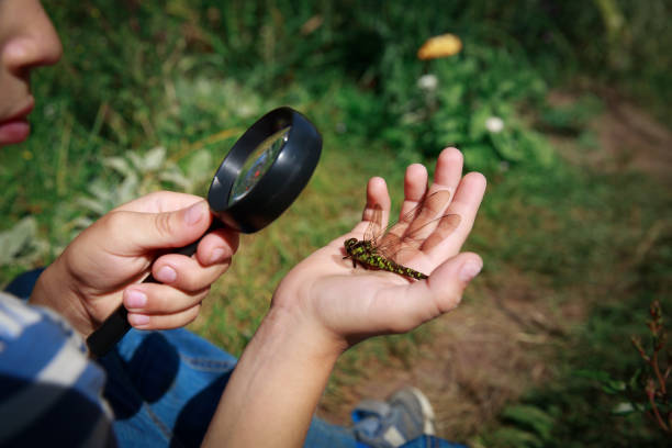 istock kids learning - little boy exploring dragonfly with magnifying glass 1176512600