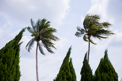 Palm trees bend in the wind