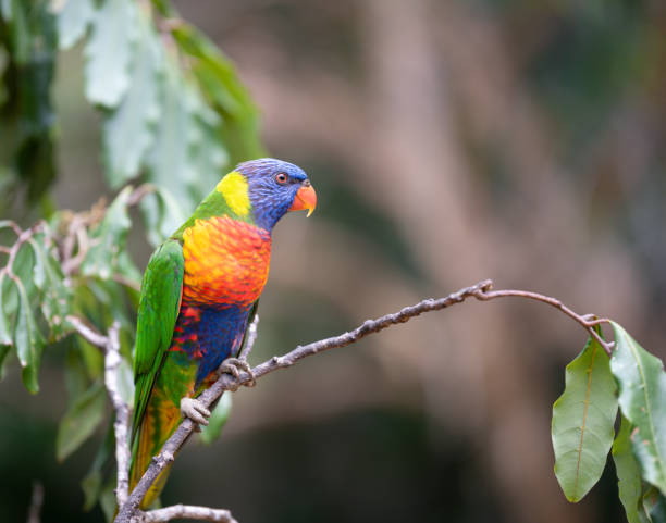 istock Rainbow Lorikeet in wildlife, Brisbane, Australia 1176513885