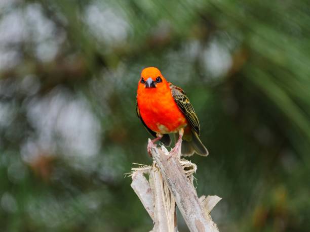 istock Red Cardinal perching in natural habitat 1176515380