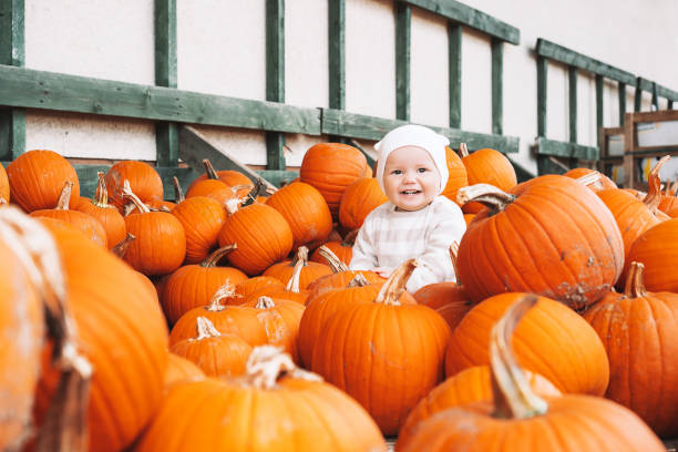 kind pflücken kürbisse am kürbispflaster. kleines kleinkind mädchen spielen unter squash auf dem bauernhof markt. - pumpkin child little girls pumpkin patch stock-fotos und bilder