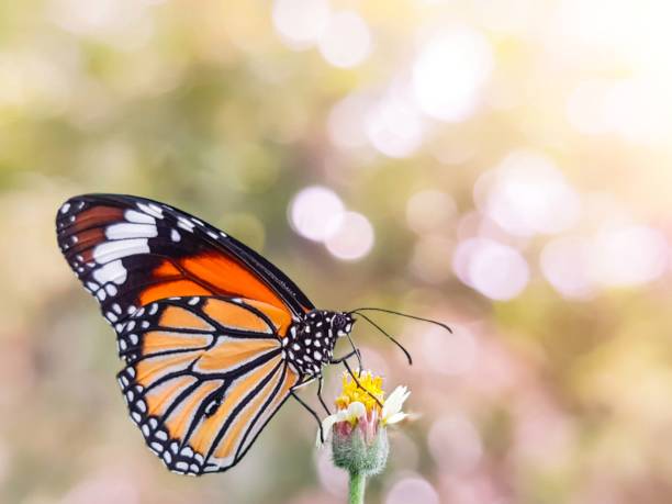 istock Monarch butterfly with natural light background. 1176516990