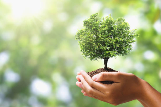 istock hand holding tree on blur green nature background. concept eco earth day 1176517628