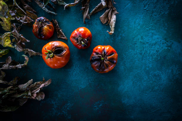 istock Pest rotten tomatoes with tomato leaves 1176518920
