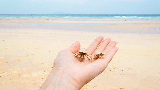 hand with a cancer hermit on the beach in thailand against low tide